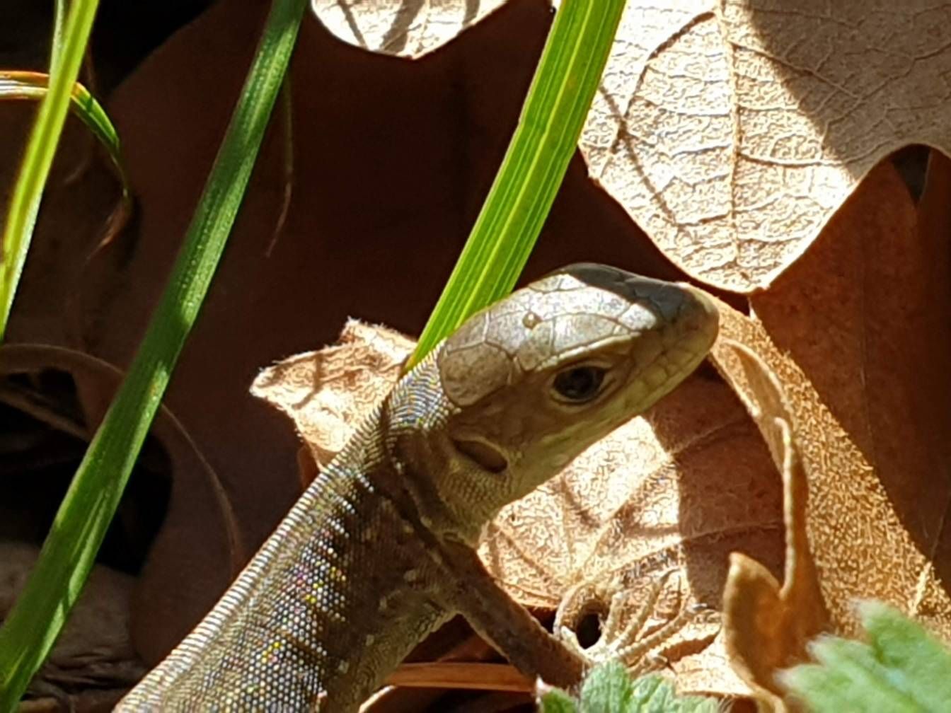 Gyík - Samsung Community