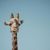 GiraffeNeckLong