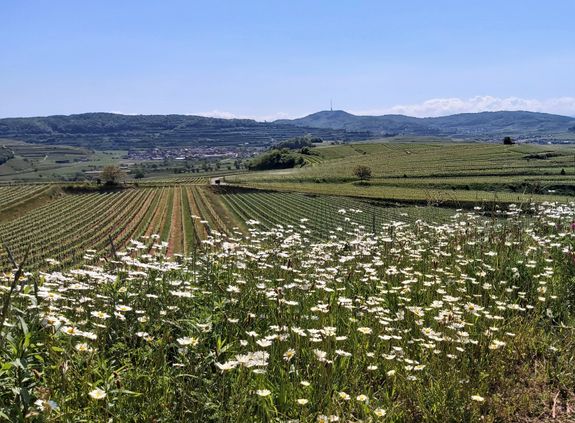 Burkheim, Blick zum Totenkopf_20220514_110639k.jpg