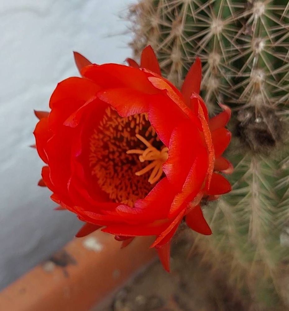 Flor de cactus - Samsung Community