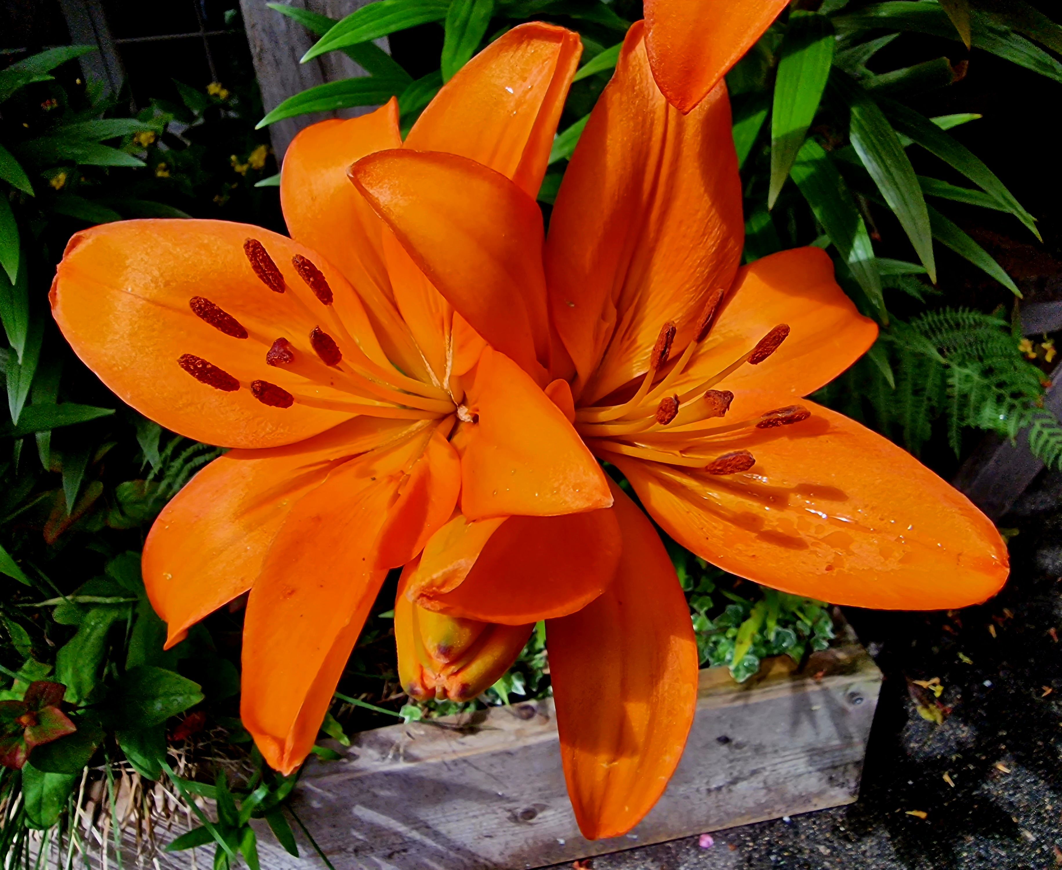 Beautiful Orange Lilies Samsung Community