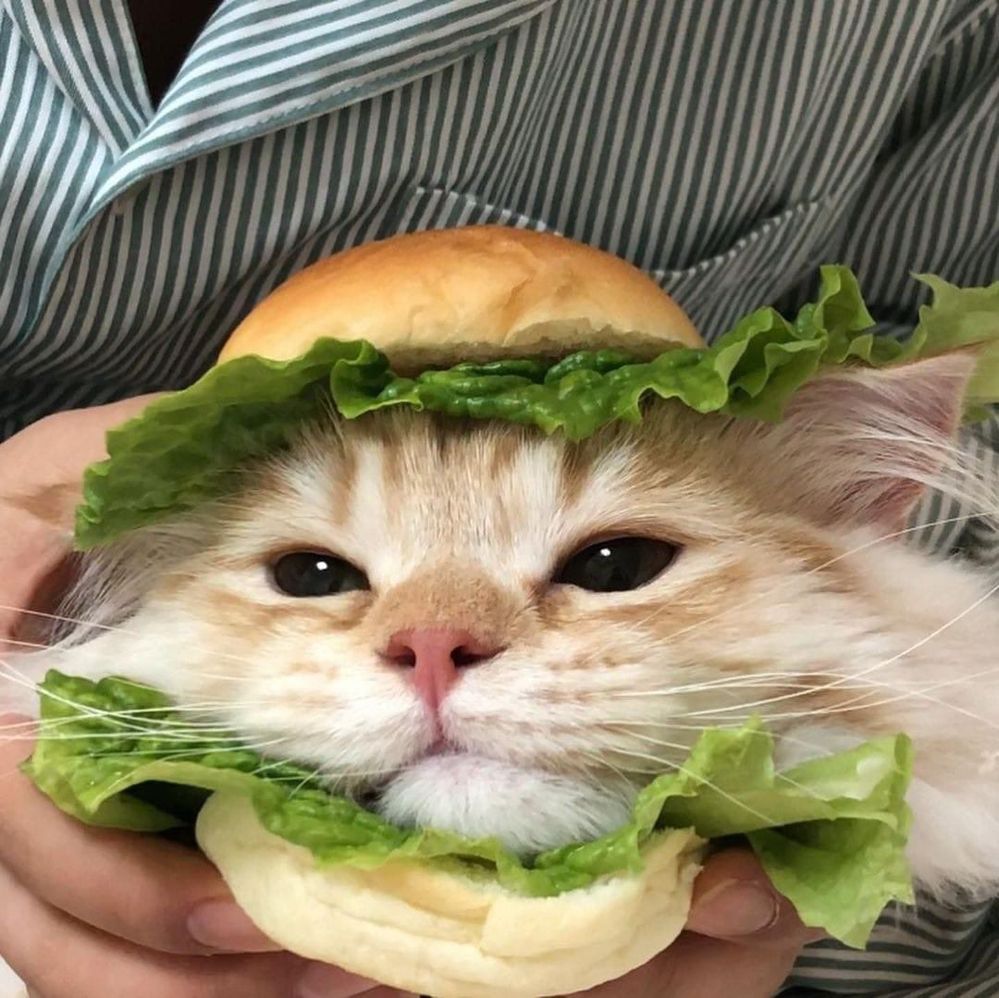 Котик бутербродик