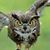 TheOwl