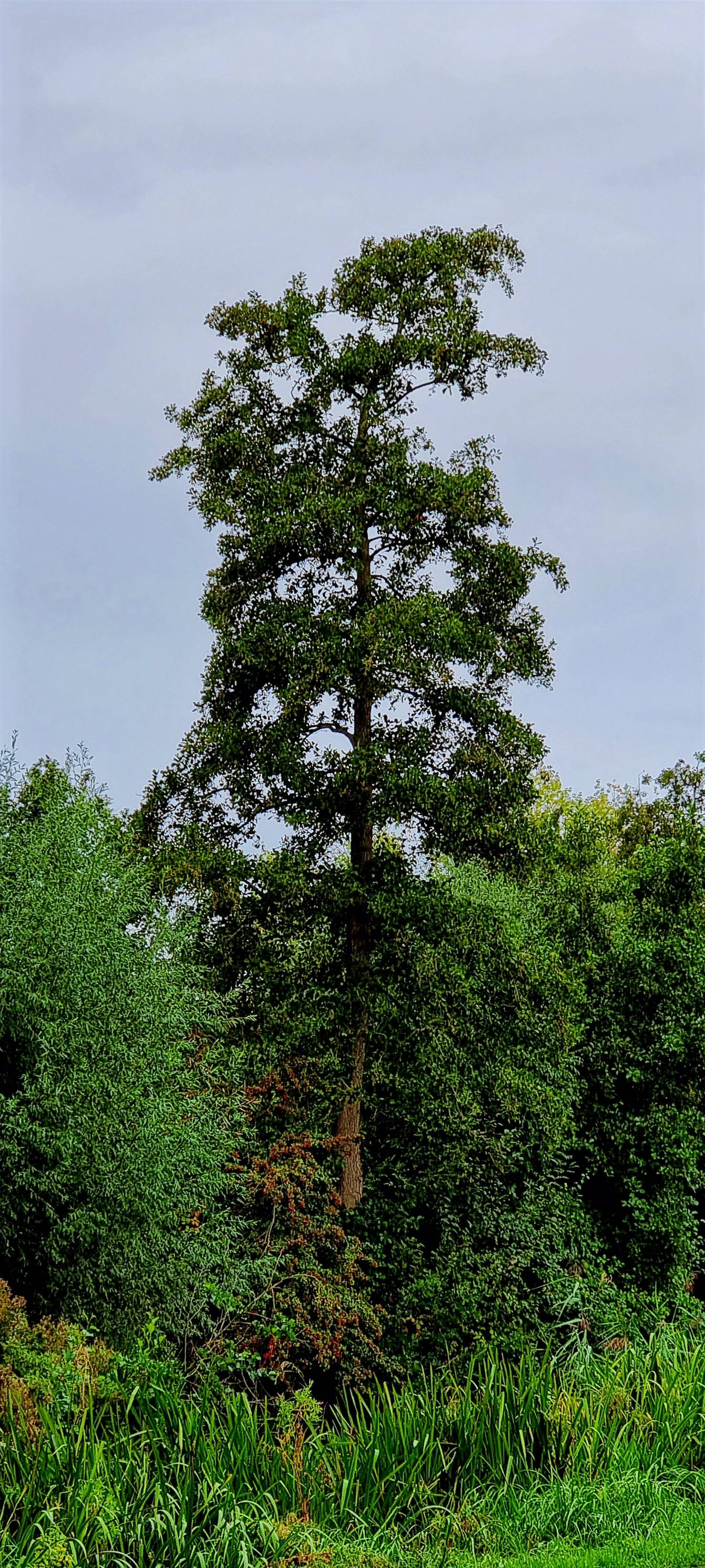 Hoge bomen vangen veel wind. Samsung