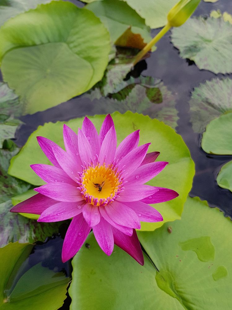 Lotus @ Marina Bay Sands