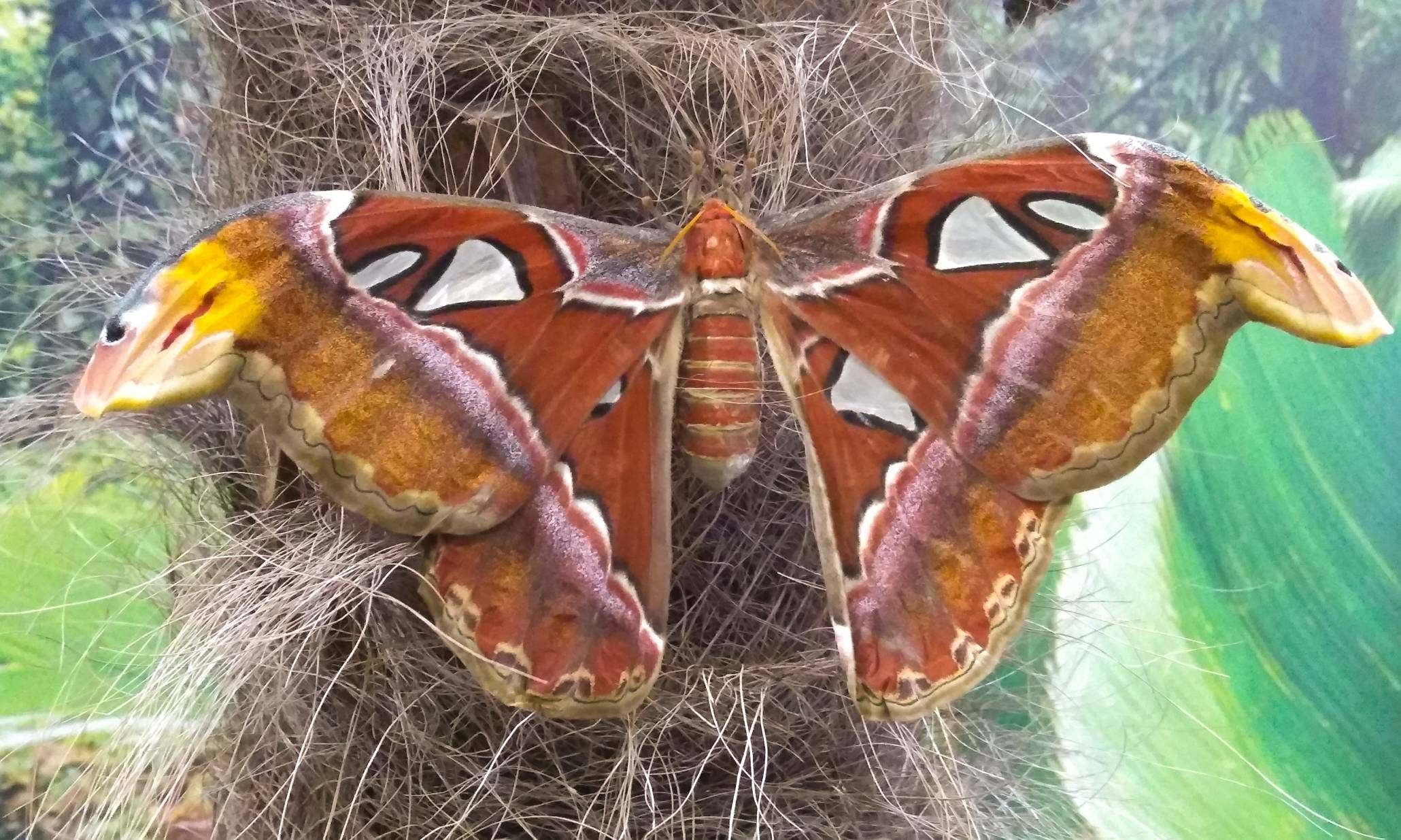 Attacus atlas - Samsung Community