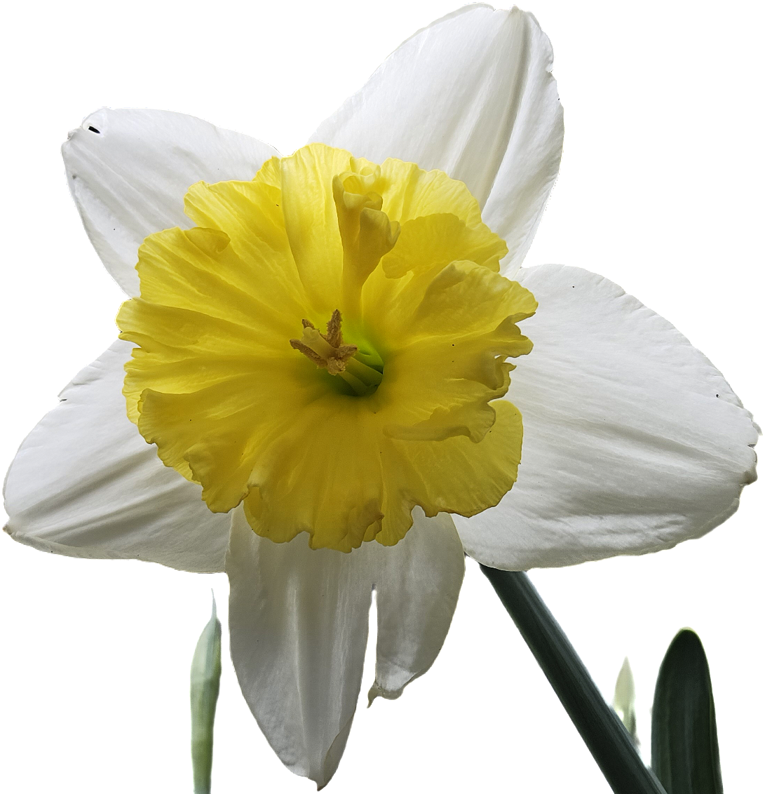 Narcis Samsung Community