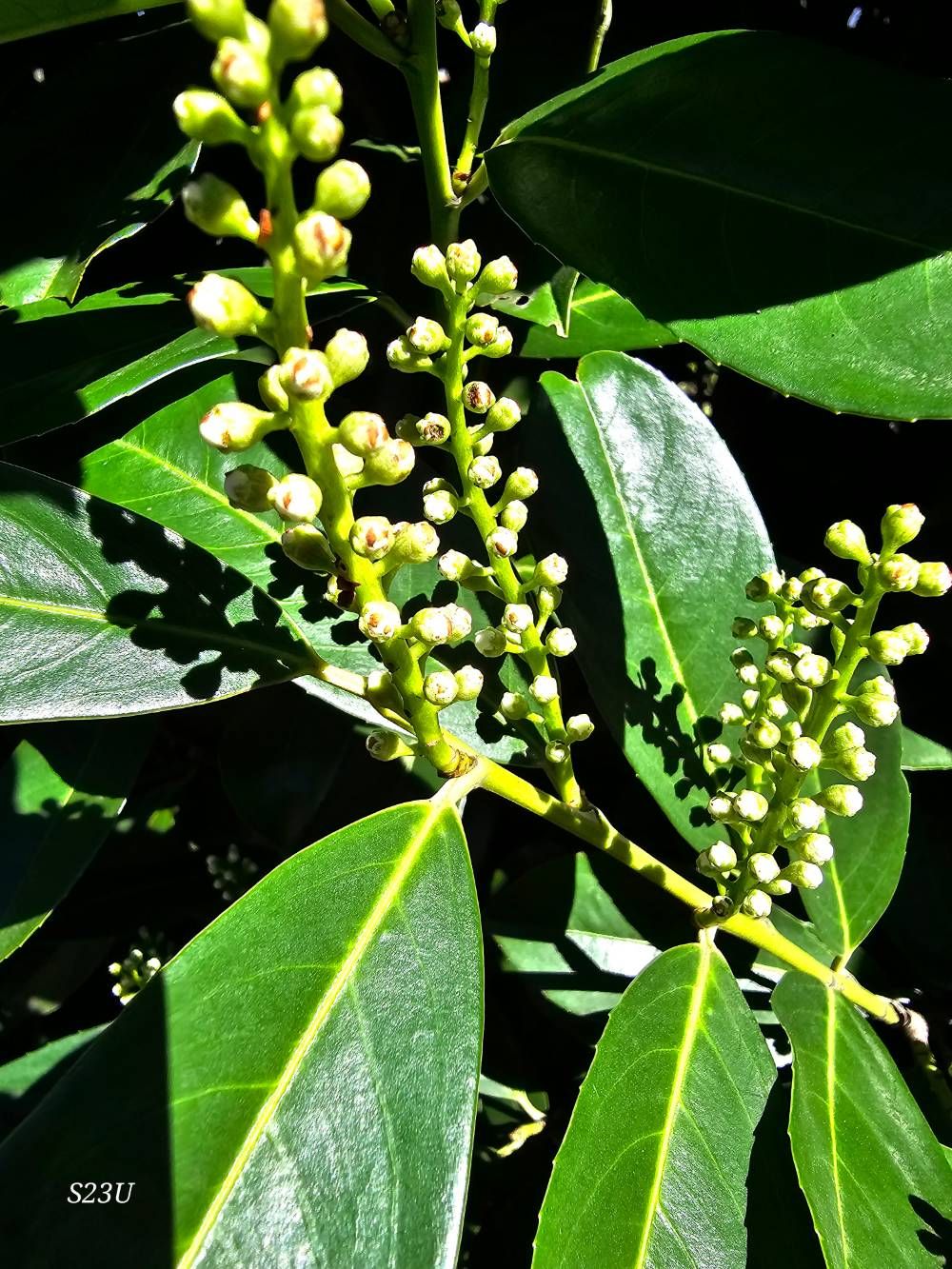 Fotos ausm Mixer 😆 Samsung Community