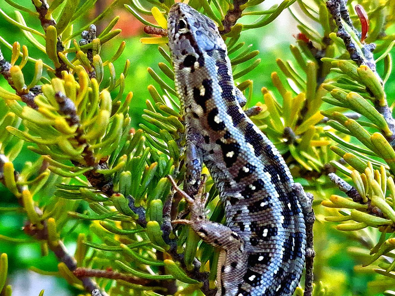 Gyík - Samsung Community