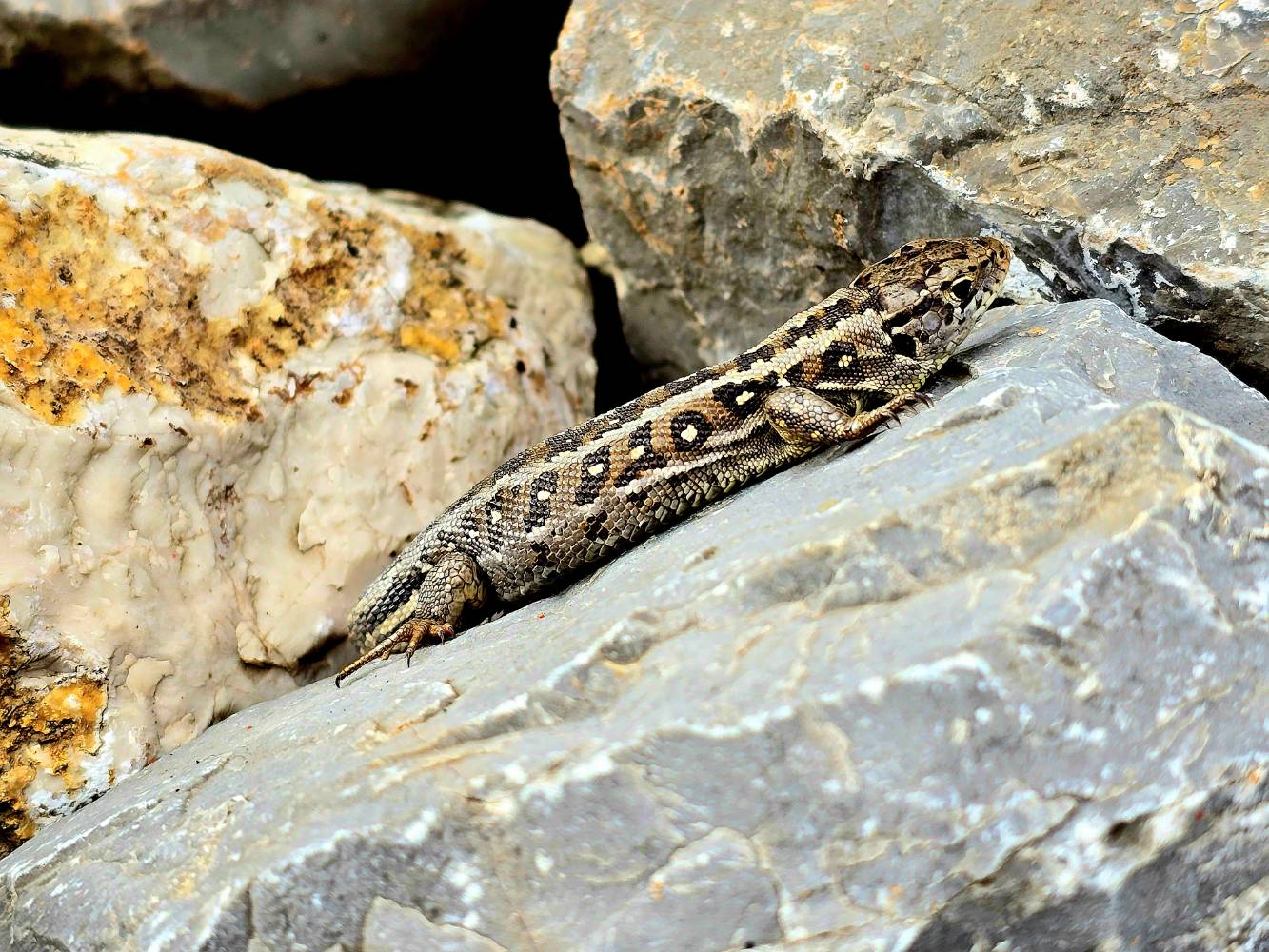 Gyík - Samsung Community