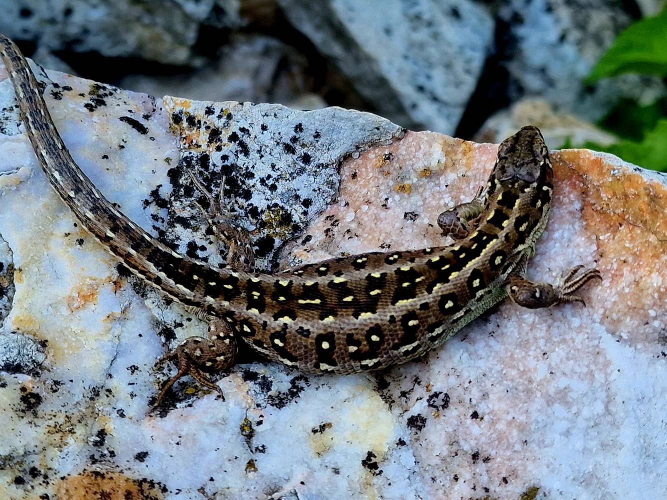 Gyík - Samsung Community