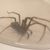 Spiders2