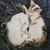finlay_030