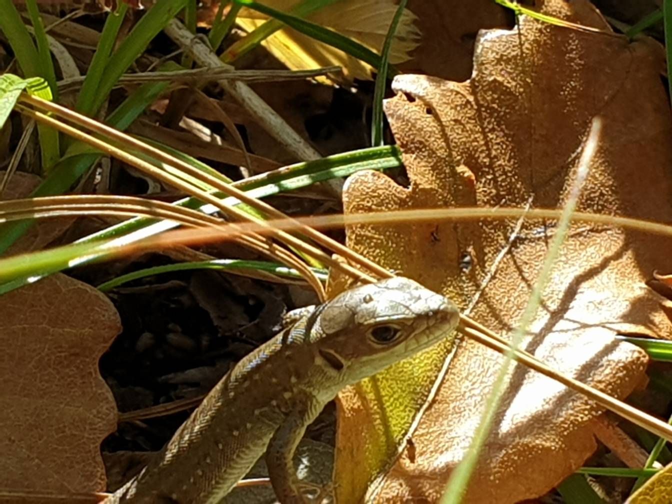 Gyík - Samsung Community