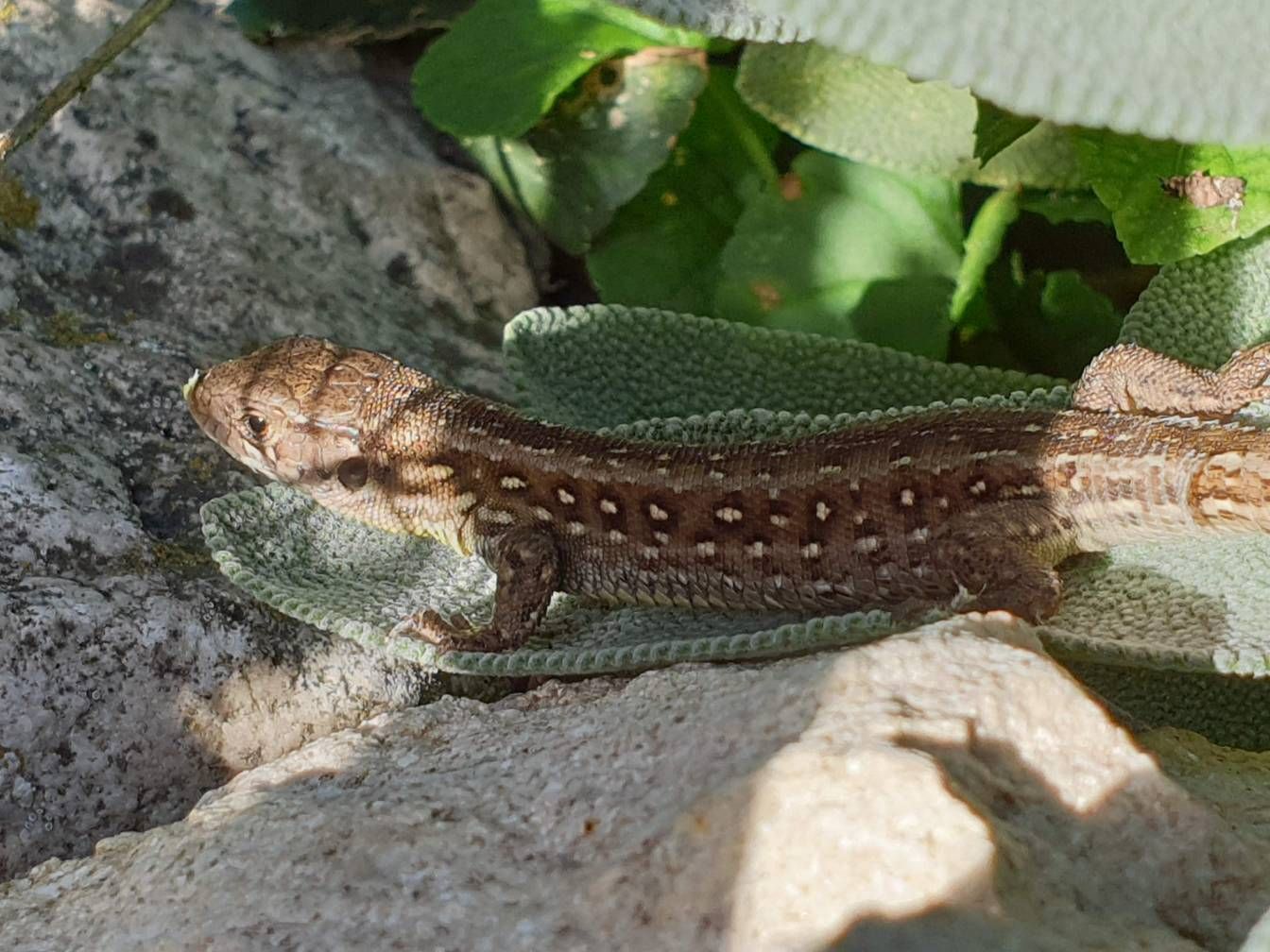 Gyík - Samsung Community