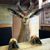 KacperAntelope