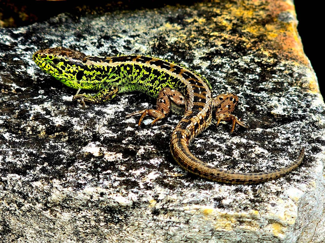 Gyík - Samsung Community