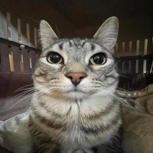 Kyubo