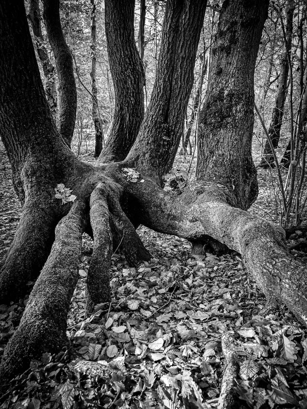 Big Roots - Samsung Community