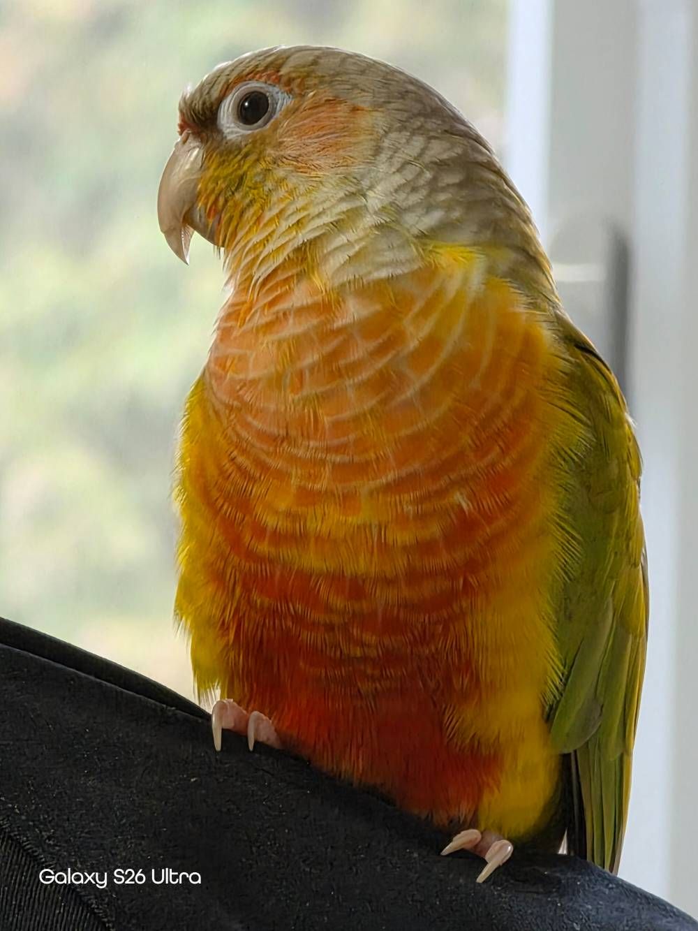 Frankie, pinapple conure - Samsung Community