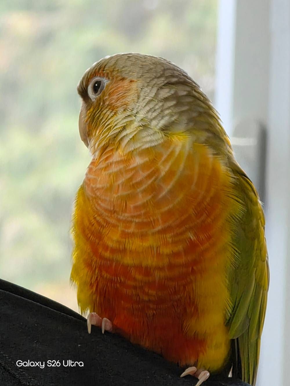 Frankie, pinapple conure - Samsung Community
