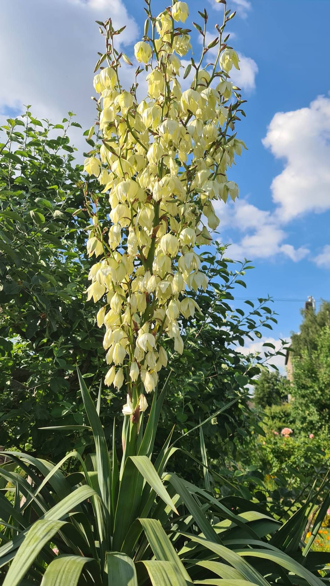 BLUMEN - Blte der Yucca Palme (S20Ultra) - Samsung Community
