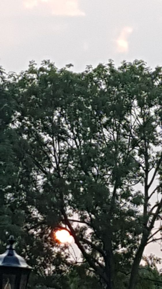 ik zie de zon niet als echt is qua kleur en vorm tussen de boom