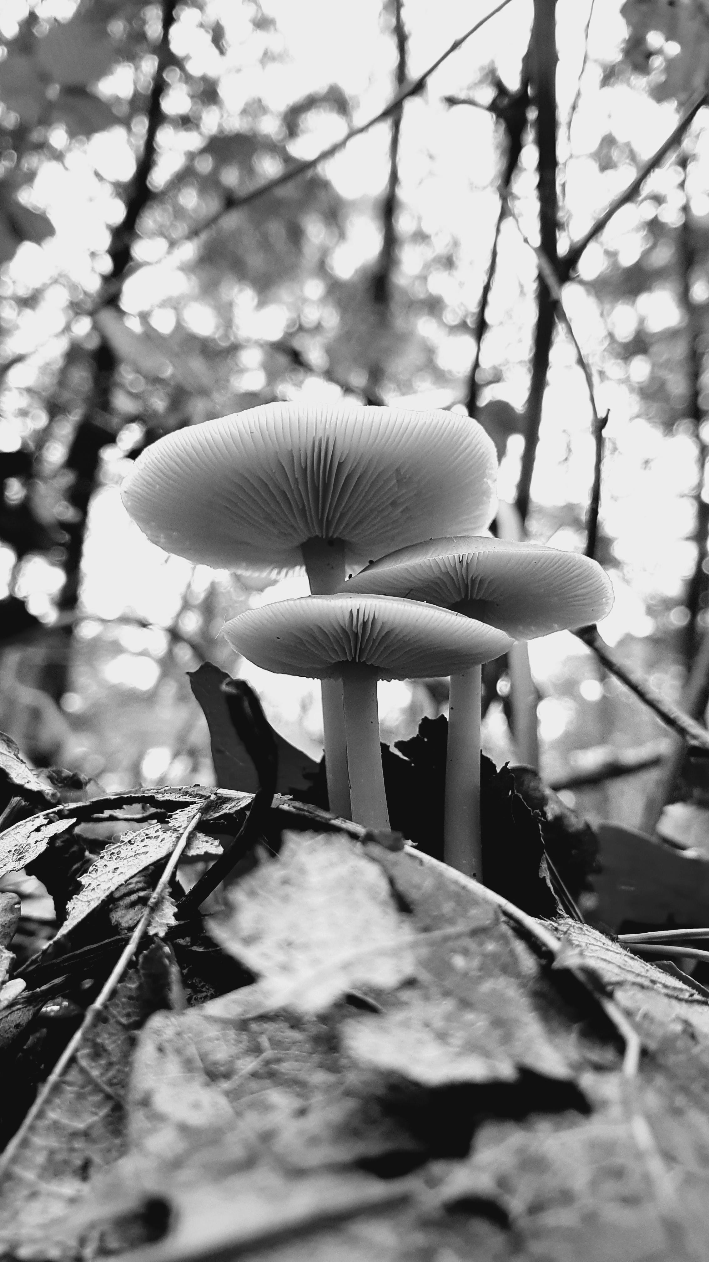 Umbrellas withgalaxy Samsung Community