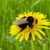 hubhummel