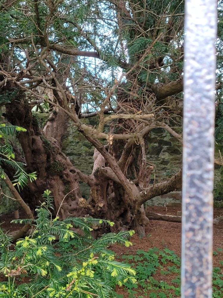 The Yew, Ancient tree, around 5000 yrs old