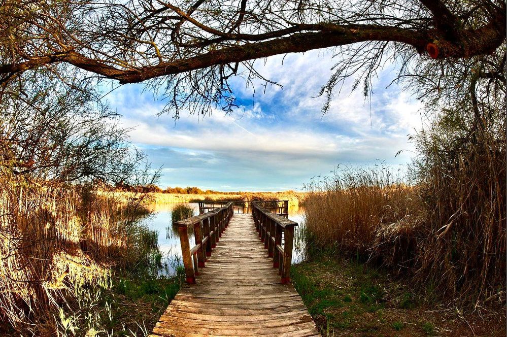 Daimiel (pueblo de brujas) cuentan que si te asomas al espejo de los humedales cuando la luna está lo bastante llena para iluminar las Tablas, puedes ver sus rostros ojerosos mirándote desde el pozo de los siglos en fondo cercano de sus aguas .