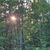 forestvs