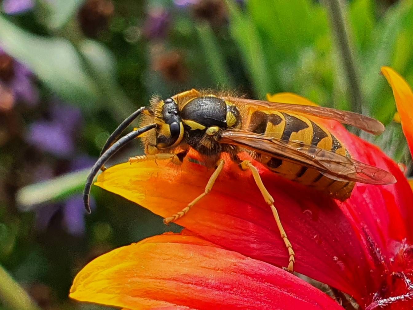 Darázs - Samsung Community