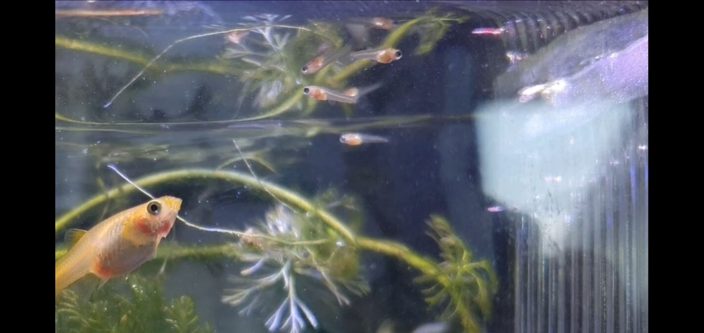 Baby Fische im Aquarium 🥰🐠 Samsung Community