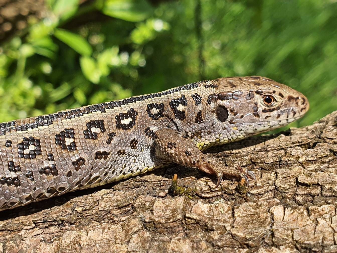 Gyík - Samsung Community