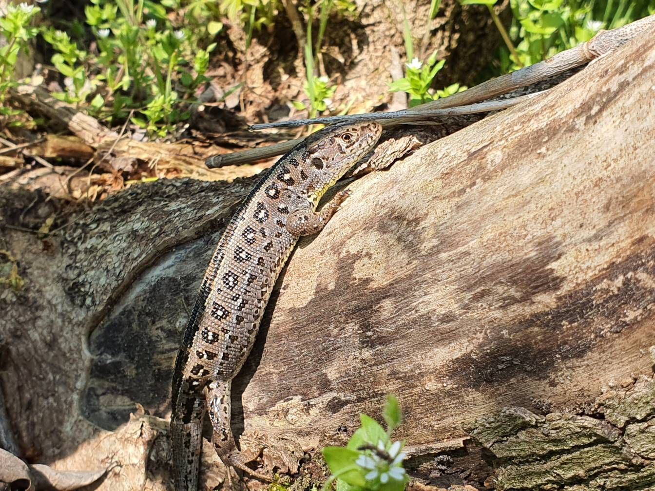 Gyík - Samsung Community