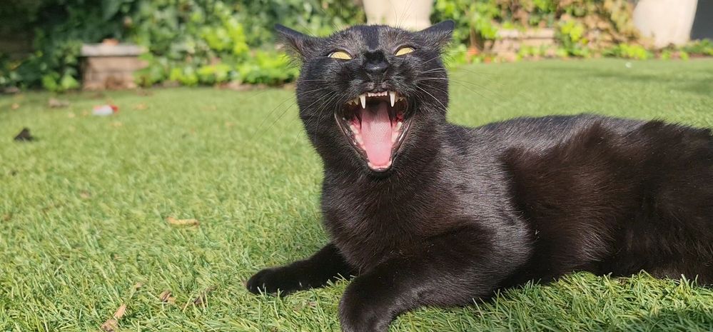 Pillar al gato descojonandose del chiste: Entra un ladrón a robar un banco con un gato en la mano y dice: - ¡Manos arriba o aprieto el gatillo!
