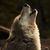 Wolfy92